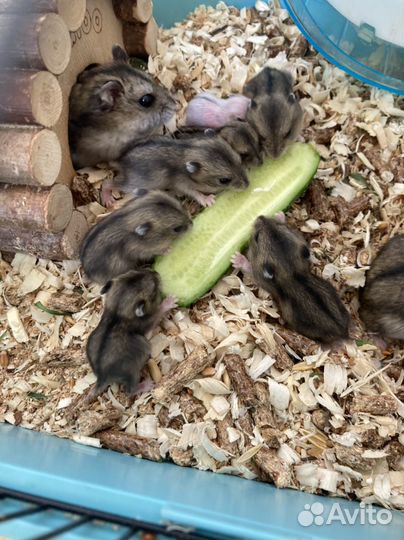 Джунгарский хомяк