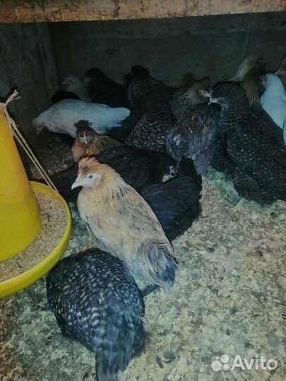 Куры несушки молодка Доминант-4мес