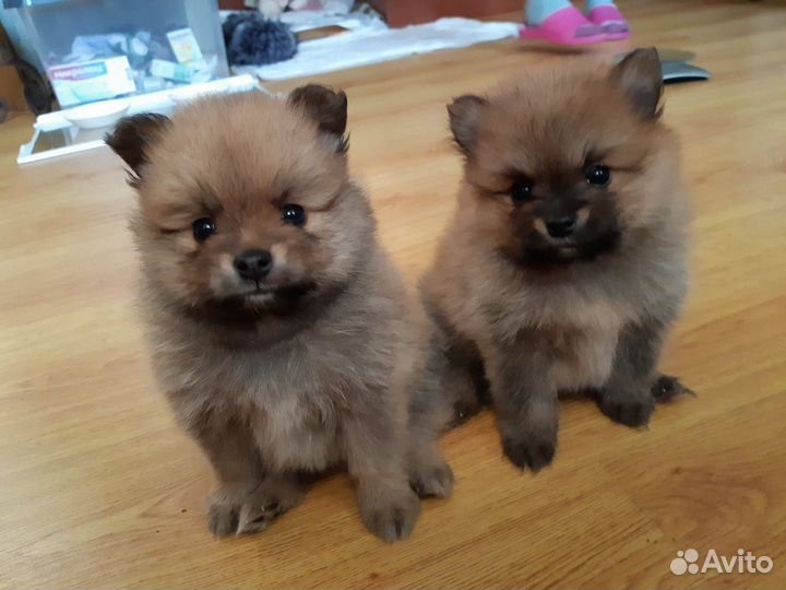 Вязка. Немецкий шпиц