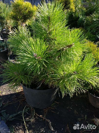 Сосна горная Нана