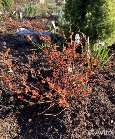 Спирея японская