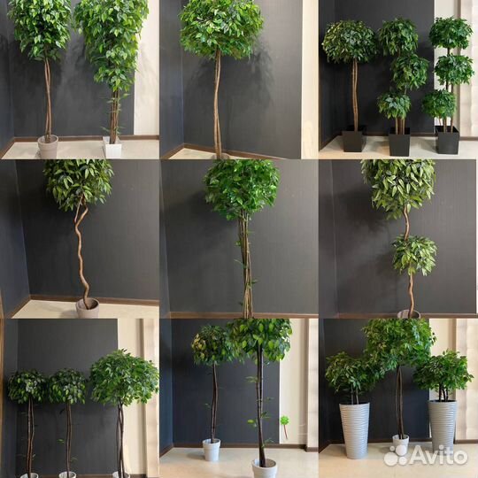 Искусственные деревья.Фикус, олива