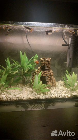 Аквариум с оборудованием