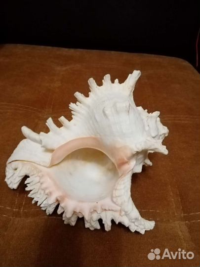 Огромная морская раковина