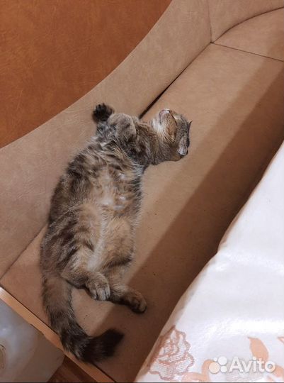 Шатланка взрослая