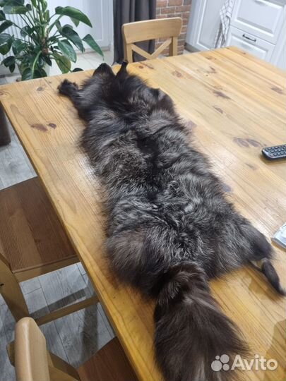 Шкура чернобурки