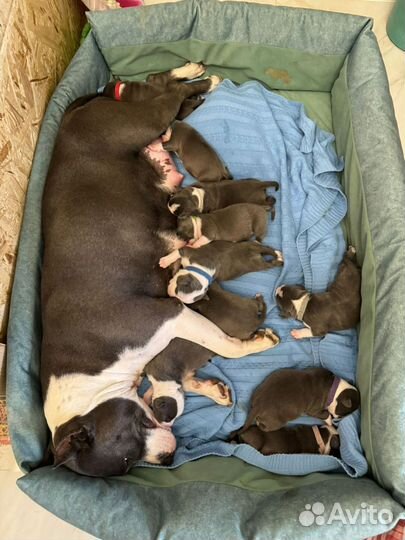 Щенки американского стаффордширского терьера