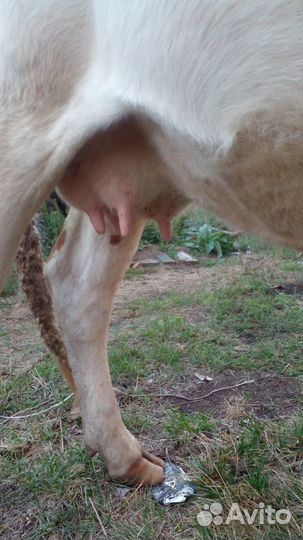 Продам корову