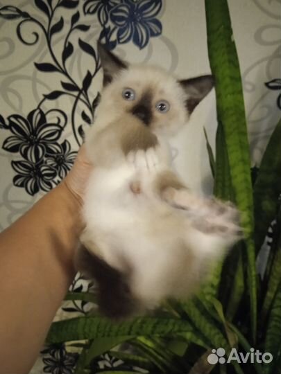 Кошка в дар бесплатно