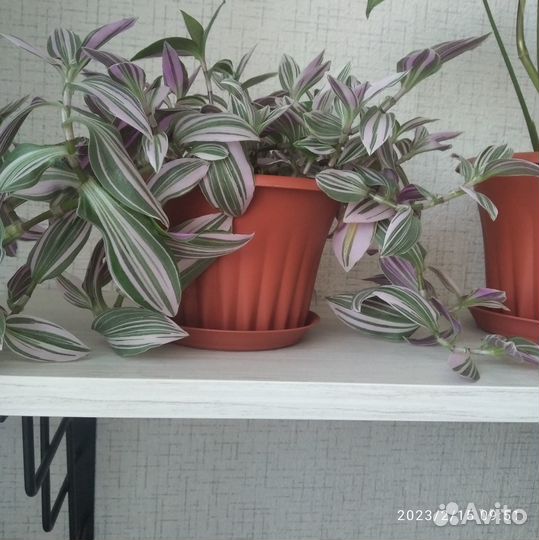 Домашние цветы