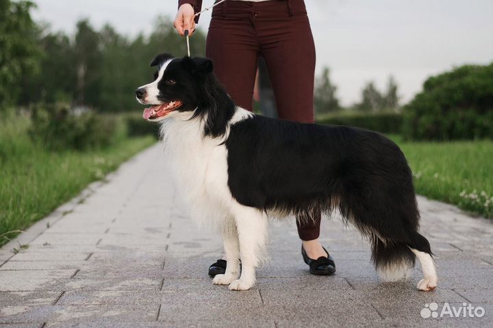 Бордер колли вязка