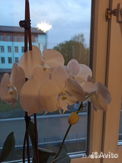 Фаленопсис Сорт Леонтин