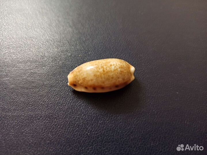 Морская раковина