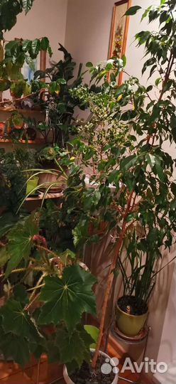 Комнатные растения и отростки