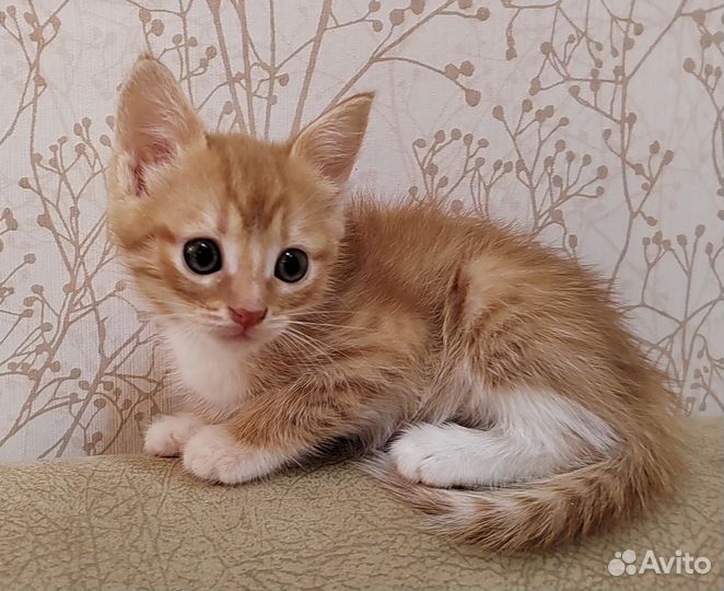 Котята