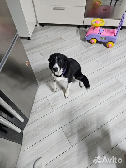 Бордер колли