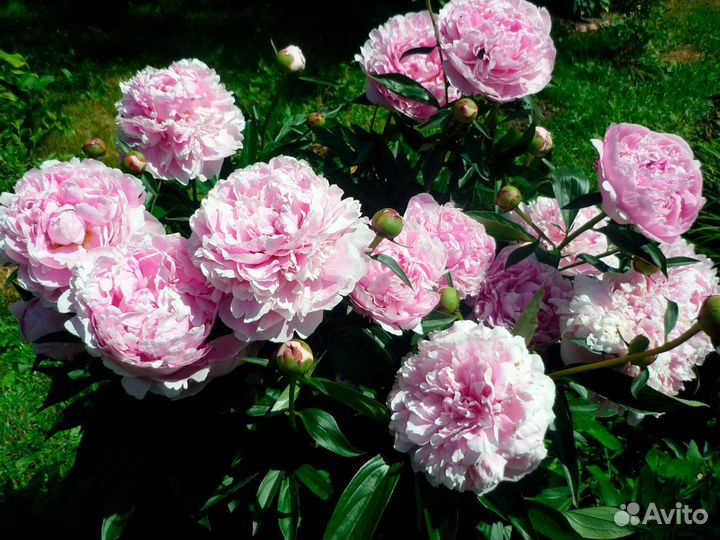 Пион сара бернард