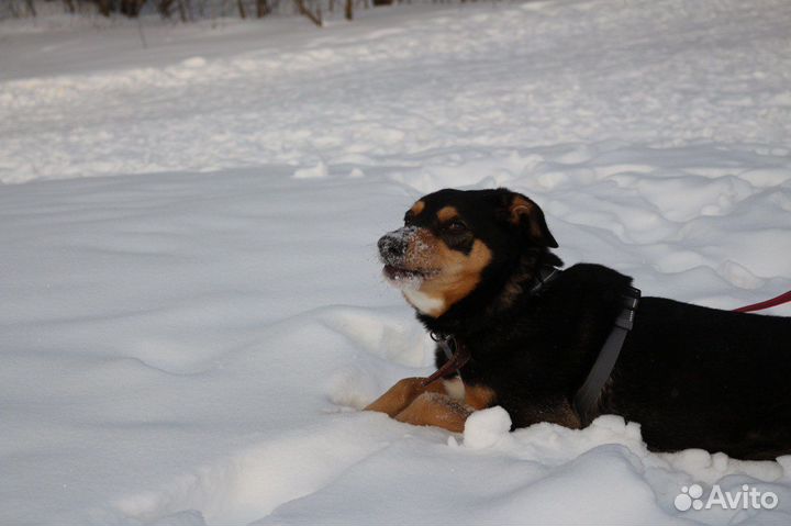 Собака в добрые руки