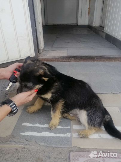 Маленький собакен Антон Палыч