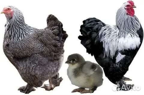 Цыплята брама темная