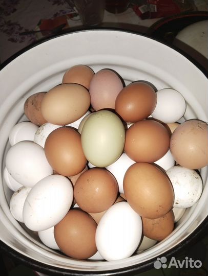 Домашние куриные яйца