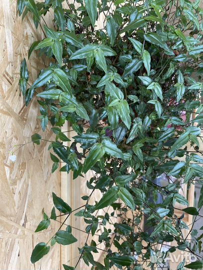 Традесканция комнатные растения