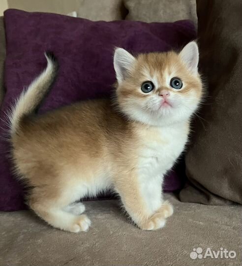 Золотые шотландцы
