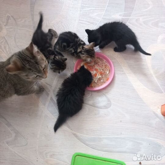 Отдам красивых котят от британского кота (метисы)