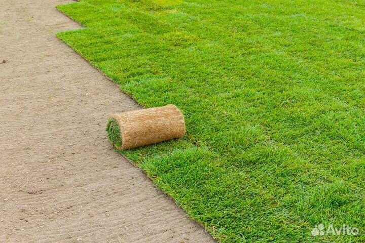 Рулонный газон, укладка, продажа