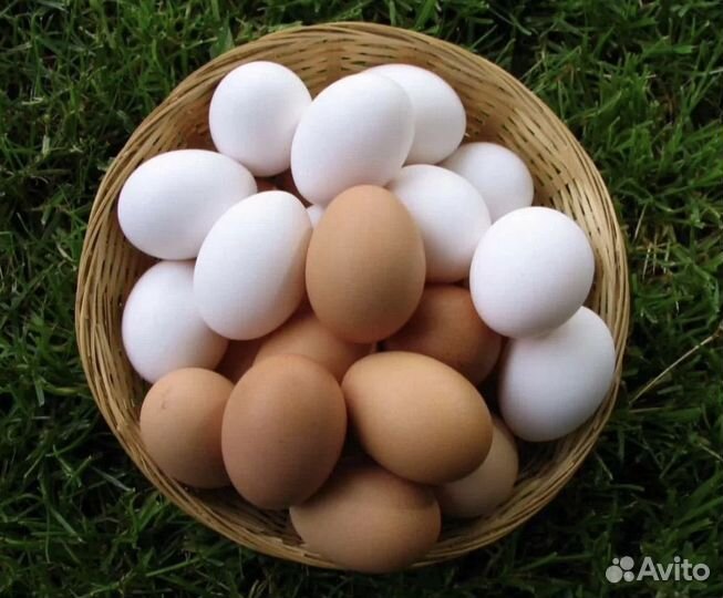 Домашние куриные яйца