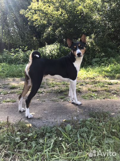 Басенджи. Кобель. Вязка