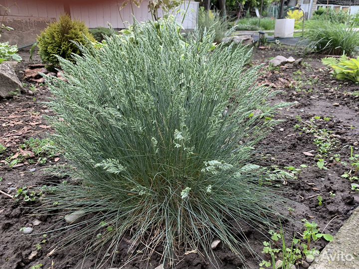 Овсянница сизая