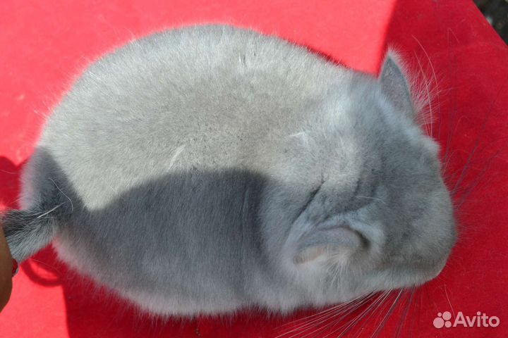 Фиолетовая ангора нс 100