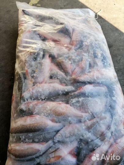 Плотва.синец свежемороженая