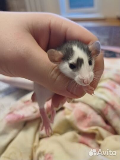 Крысята дамбо