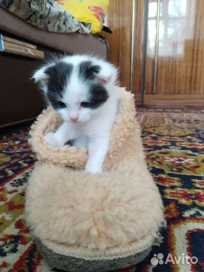 Котенок мальчик