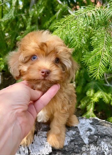 Малтипульти