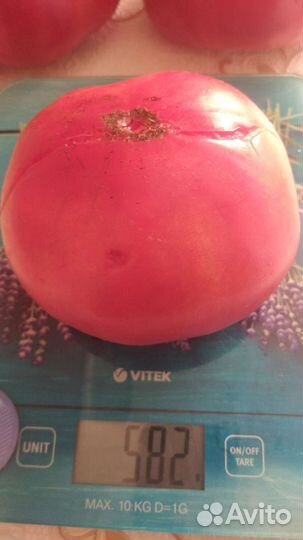 Семена томата Юсуповский