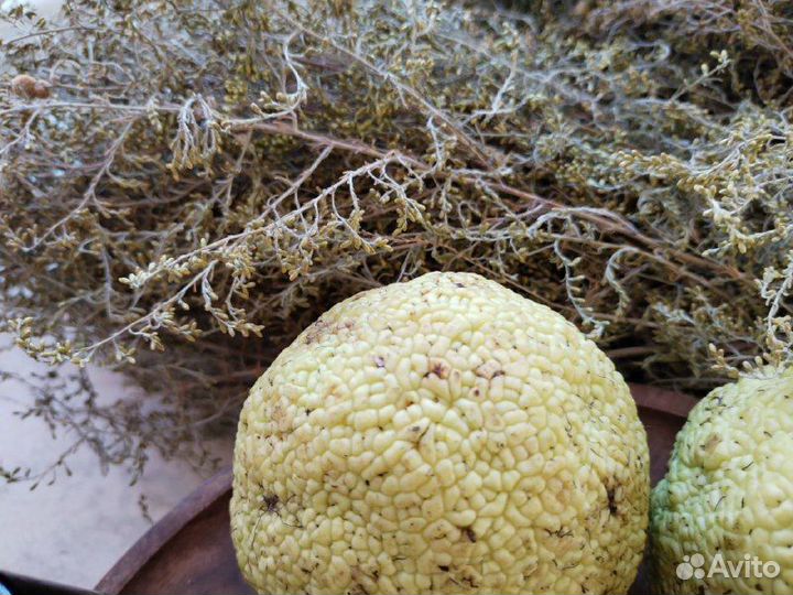 Масло, мазь Маклюры