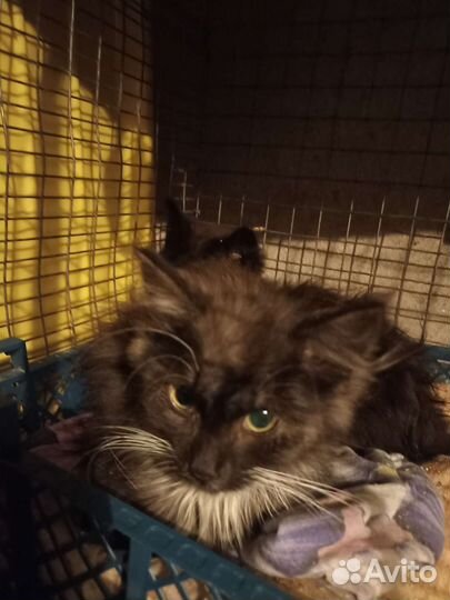 Котенок в надежные руки