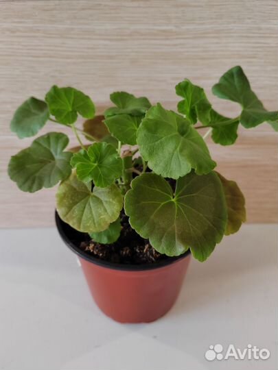 Герань пеларгония