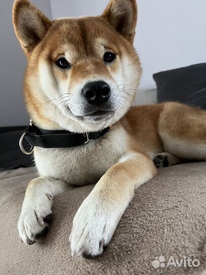 Сиба-ину вязка