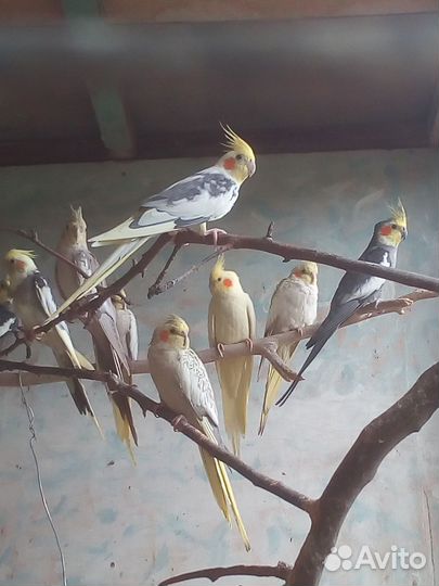 Попугаи карелла