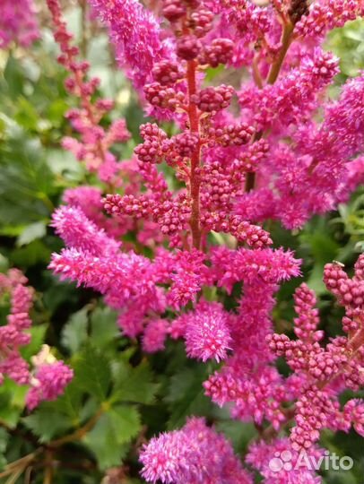 Астильба Голубой сапфир