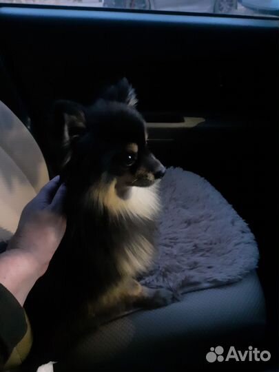 Собаки потеряшки