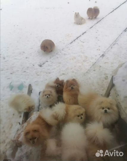 Собаки шпицы