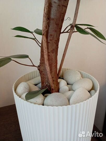 Фикус искусственный
