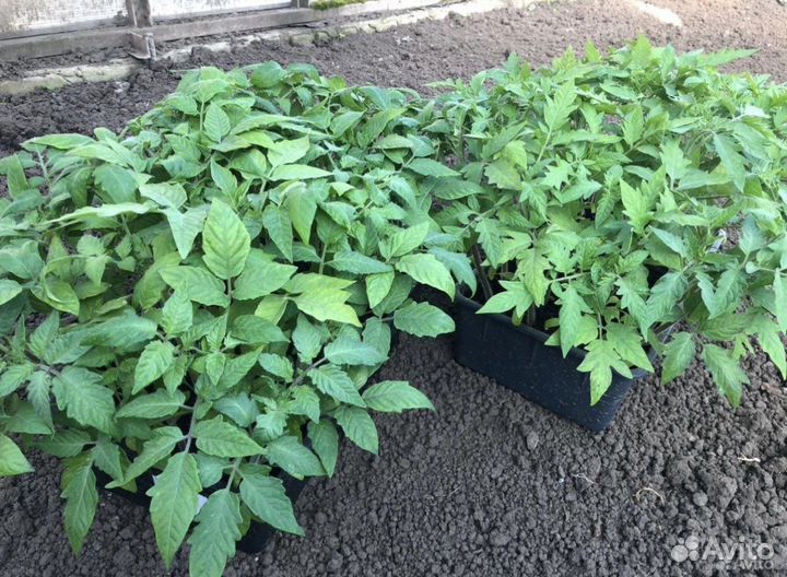 Рассада помидор и перцев