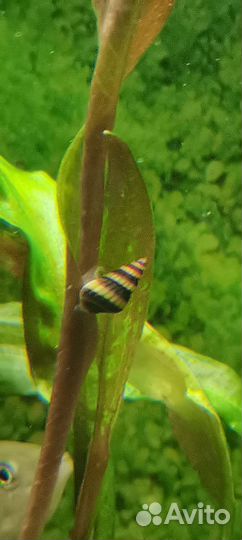 Улитки хилена