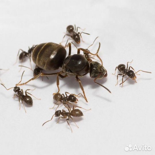 Чёрный садовый муравей (lasius niger ) 2 матки
